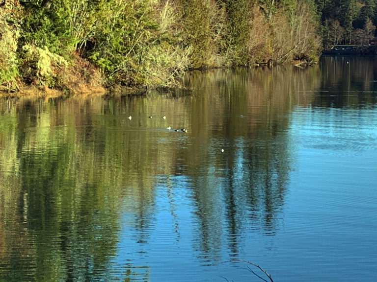 Ducks on the water