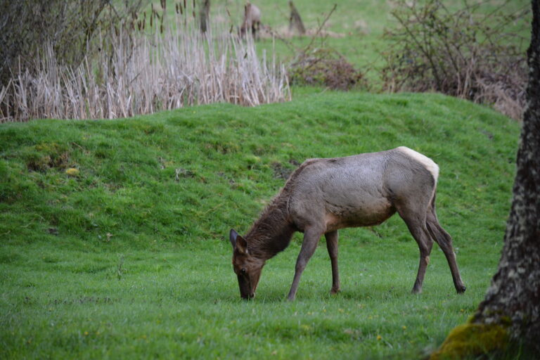 Elk
