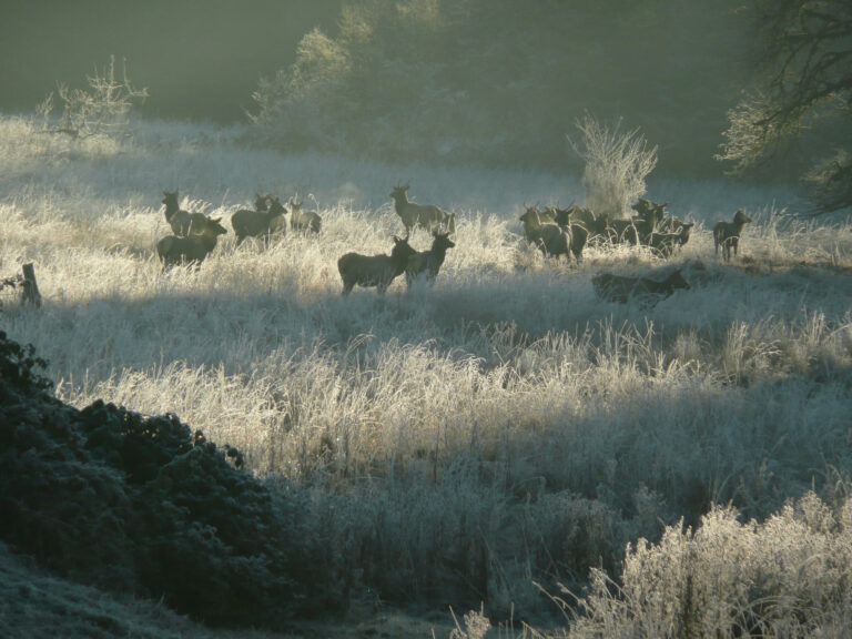 Elk herd